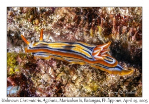 Unknown Chromodoris