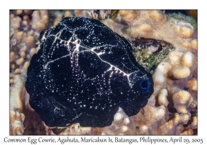 Common Egg Cowrie