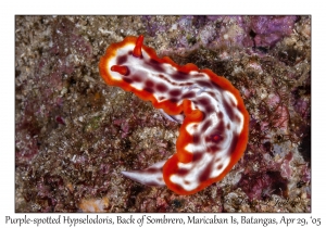 Purple-spotted Hypselodoris