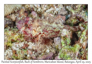 Painted Scorpionfish