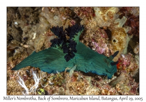 Miller's Nembrotha