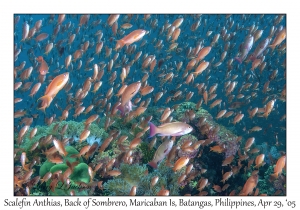 Scalefin Anthias