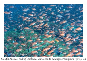 Scalefin Anthias