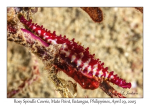 Rosy Spindle Cowries