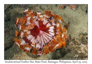 Undetermined Feather Star