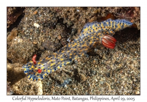 Colorful Hypselodoris