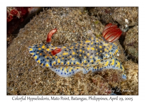 Colorful Hypselodoris