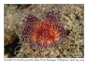 Variable Fire Urchin juvenile