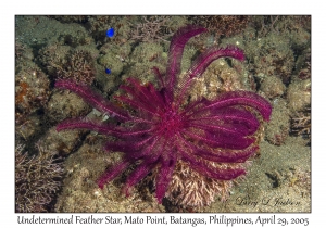 Undetermined Feather Star