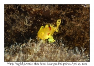 Warty Frogfish juvenile