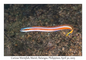 Curious Wormfish