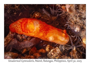 Unadorned Gymnodoris