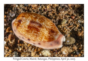 Fringed Cowrie