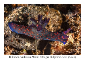 Unknown Nembrotha