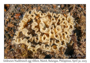 Unknown Nudibranch egg ribbon