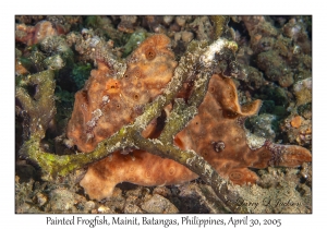 Painted Frogfish