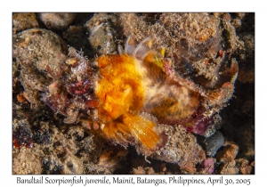 Bandtail Scorpionfish juvenile