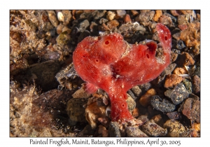 Painted Frogfish