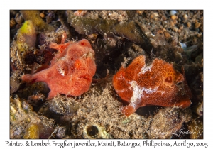 Painted & Lembeh Frogfish juveniles