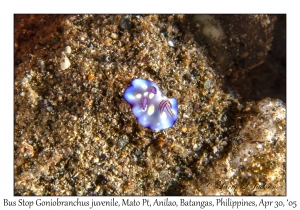 Bus Stop Goniobranchus juvenile