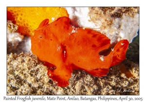 Painted Frogfish juvenile