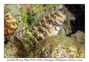 Jewelled Blenny