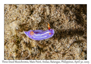 Three-lined Mexichromis