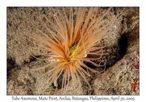 Tube Anemone