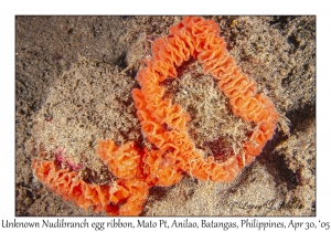 Unknown Nudibranch egg ribbon