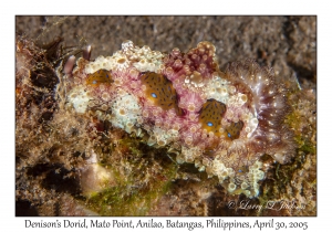 Denison's Dorid