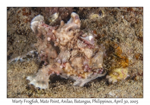 Warty Frogfish