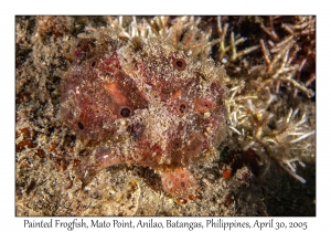 Painted Frogfish