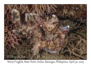 Warty Frogfish