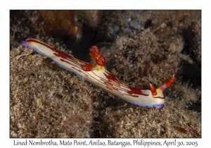 Lined Nembrotha