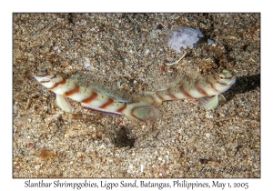 Slantbar Shrimpgobies