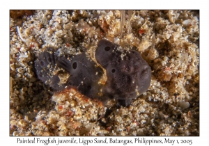 Painted Frogfish juvenile