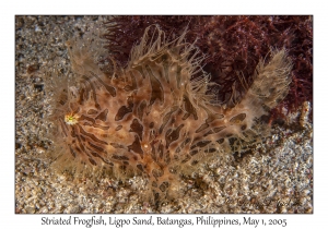 Striated Frogfish