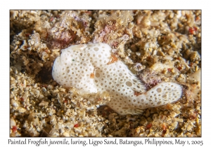 Painted Frogfish juvenile, luring