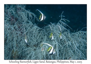 Schooling Bannerfish