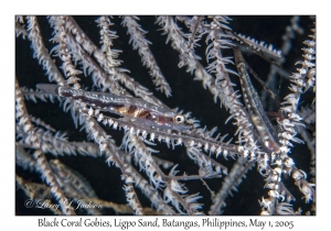 Black Coral Gobies