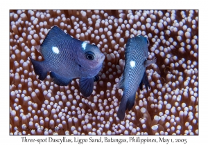 Three-spot Dascyllus juveniles