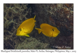 Bluelipped Bristletooth juveniles