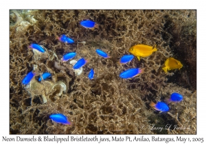 Neon Damsel & Bluelipped Bristletooth juveniles