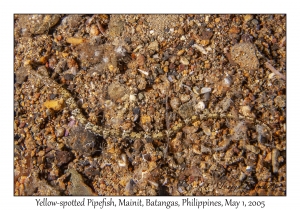 Yellow-spotted Pipefish