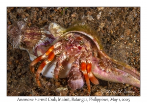 Anemone Hermit Crab