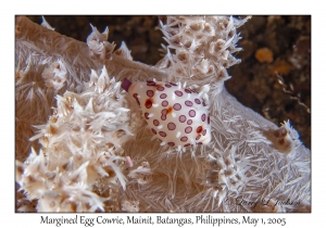 Margined Egg Cowrie