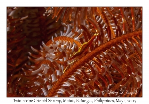 Twin-stripe Crinoid Shrimp