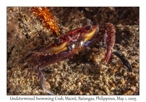 Undetermined Swimming Crab