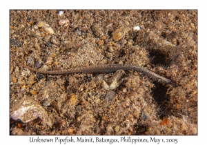 Unknown Pipefish