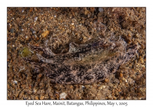 Eyed Sea Hare